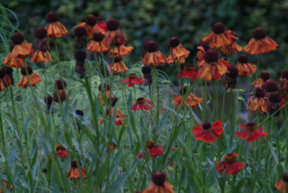 Helenium 'Moerheim Beauty'Zonnekruid bestellen